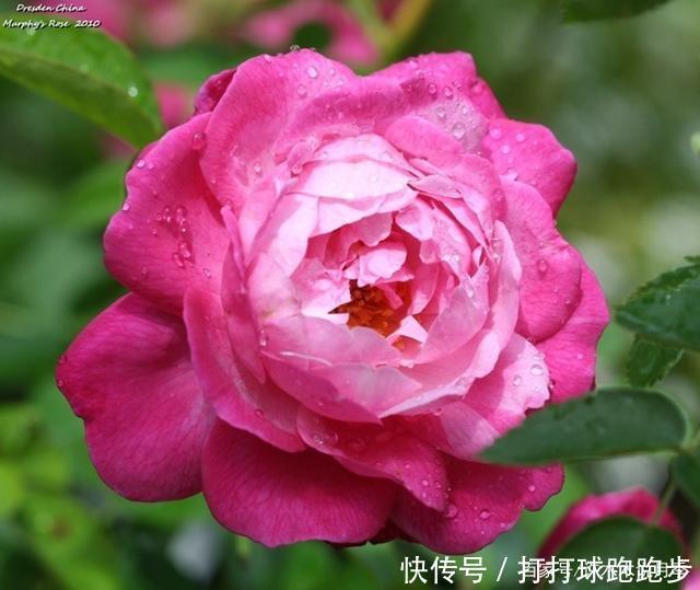 25个拥有中国血统的波旁月季。花朵超大个个丰花,还能爬藤做花墙