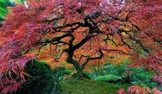 樱花|实拍世界上最美的10棵树，第一棵已经被迷住了，中国也有一棵