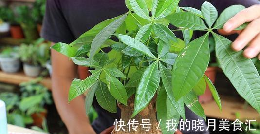 发财树叶子卷曲不好看,4个原因要纠正