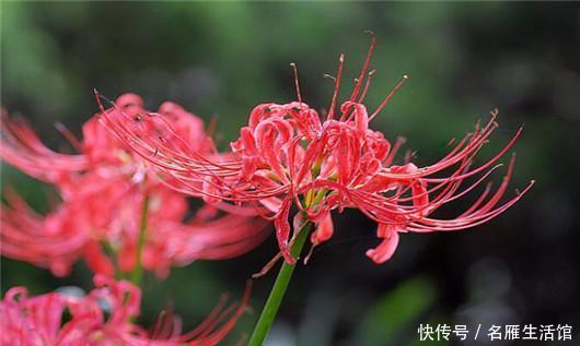  世界|世界上最悲伤的花彼岸花！看了眼泪忍不住了