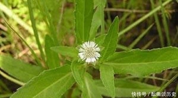 牙痛|农村一种会流墨汁的野草,是牙痛的良药,却常遭踩踏