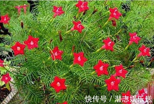 春秋|阳台种这5款花，花朵似绣球，花开繁盛惹人爱，开成花海挤爆阳台