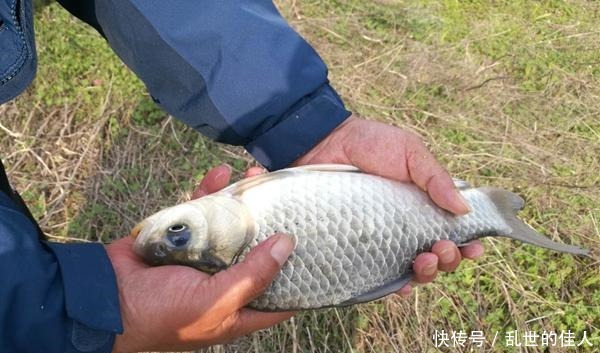 冬季钓鱼，聚鱼是难点！做到这几点，气温再低，鲫鱼也会排队进窝