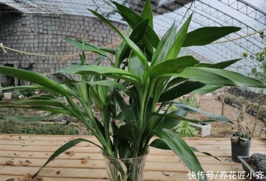 富贵竹|如果养着这7种花,温度高及时“打顶”,这样才能枝繁叶茂