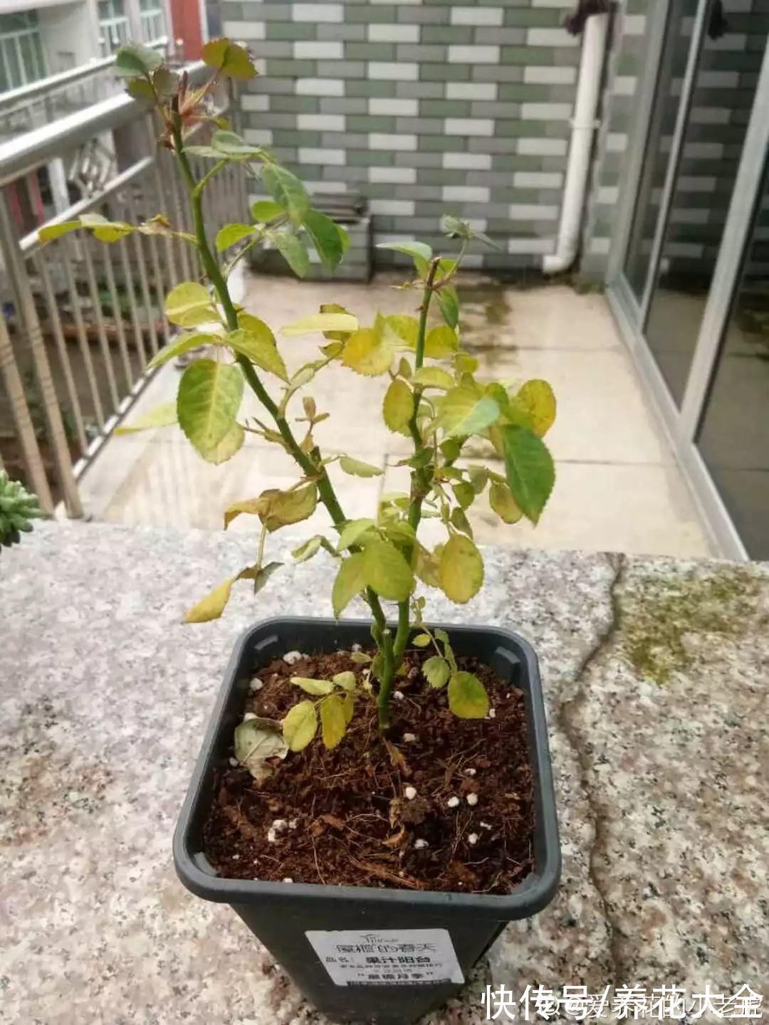 枝叶|7种花冬天会假死,叶子掉光不要扔,明年还能大爆花