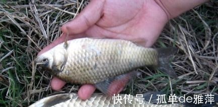 鱼窝|冬季鲫鱼藏哪去了这3个方面都是鱼窝,找到后一条接一条吃钩!