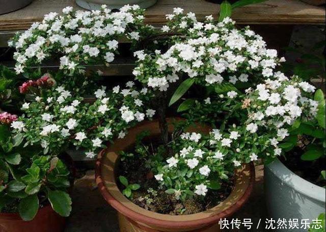 盆景|喜欢盆景就养它,1个枝能扦插,6月开花多又美,美过金枝玉叶