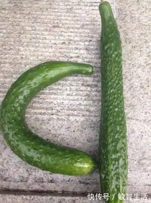 小技巧|买黄瓜时，直的好还是弯的好？教你3个小技巧，黄瓜鲜嫩又好吃！