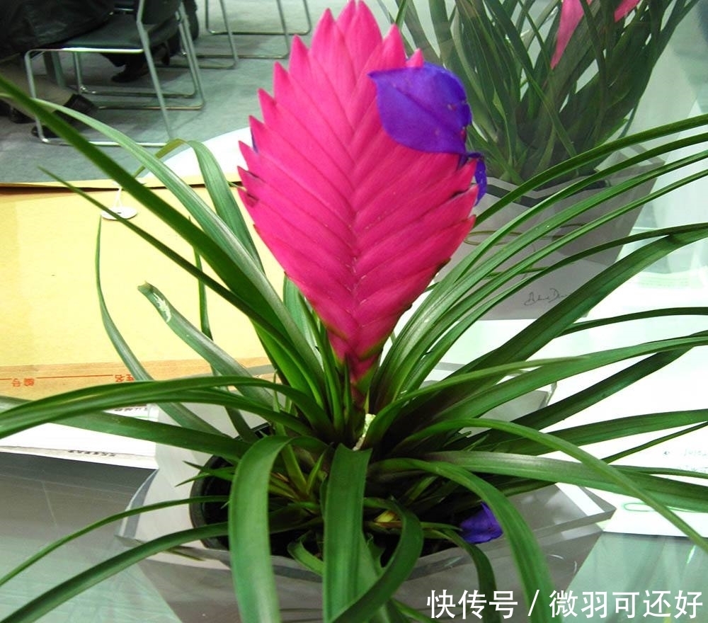 都是“兰花”，这9种便宜又好养，还能开花，比兰花好养10倍