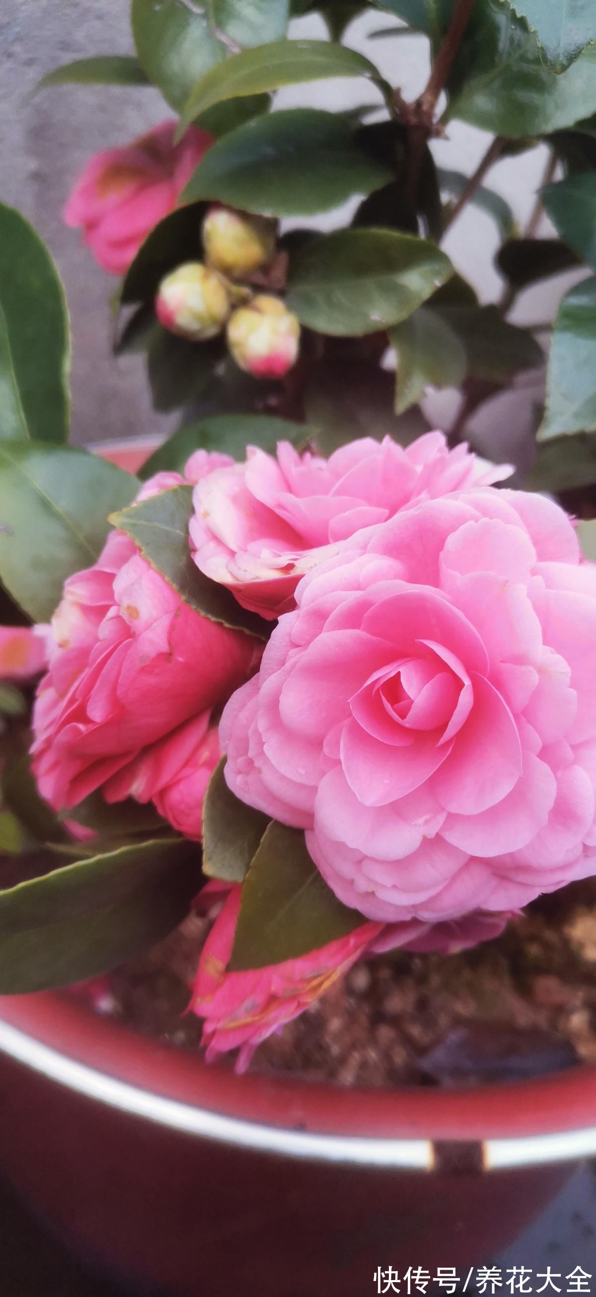 娇滴滴的3种花，实际上很“硬气”，冬天照样开花