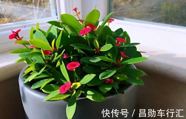 养花不会浇水吗?“六大口诀”记心间,养啥都能长得旺