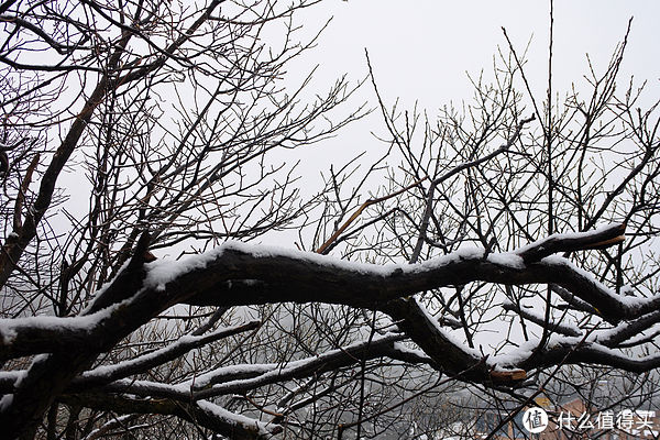 金佛山|夏日忆雪---重庆南川金佛山赏雪记