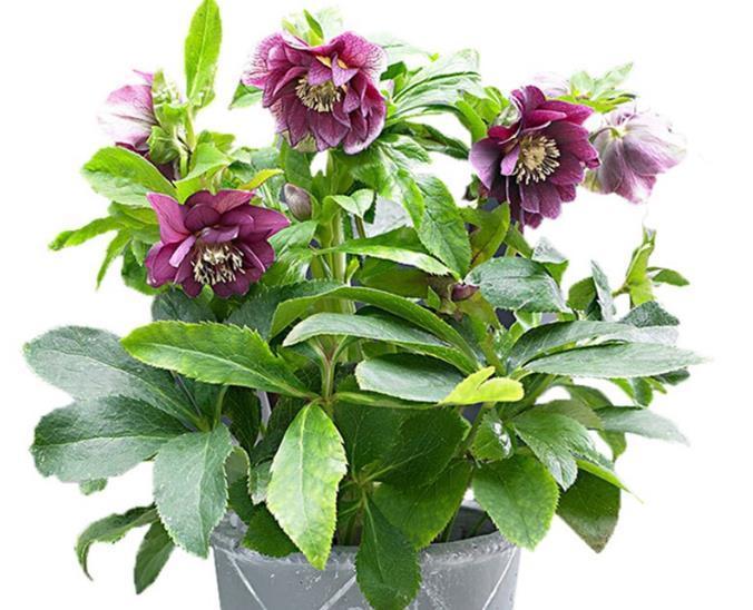 一到冬天就花开不断的8种花,不怕冷还好养活,养两盆就对了