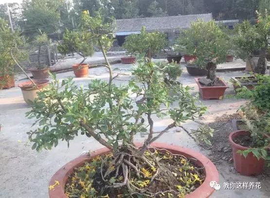 农村常见的1种树桩，栽在盆里剪几刀，变成盆景价值翻翻！