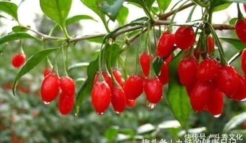 翻倍|枸杞不要再单单泡水了,加一物,养生效果翻倍,但很多人都不了解