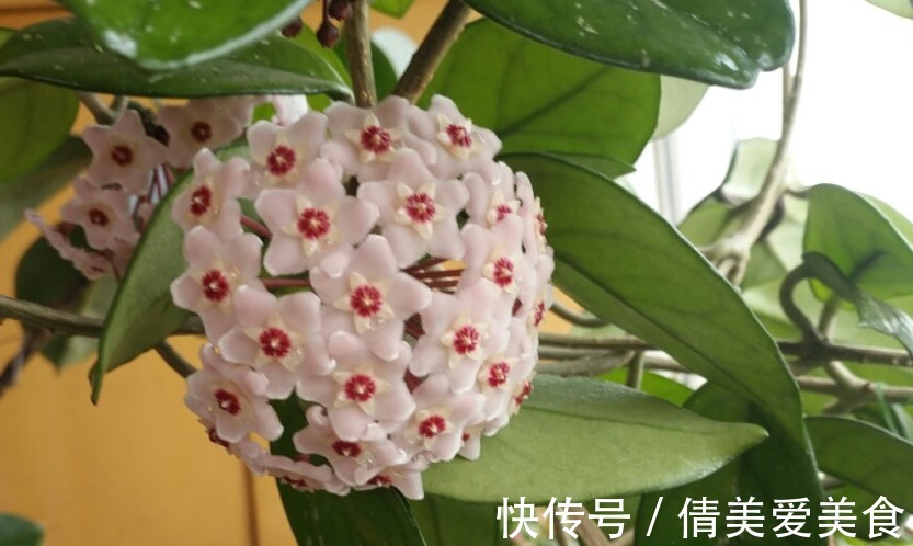 没有院子,受限于盆栽就养情人球兰,照顾到3点,花期长、香味浓