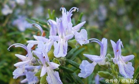 养花就养此“香水花”，比栀子花香，比茉莉花好看，花开200天