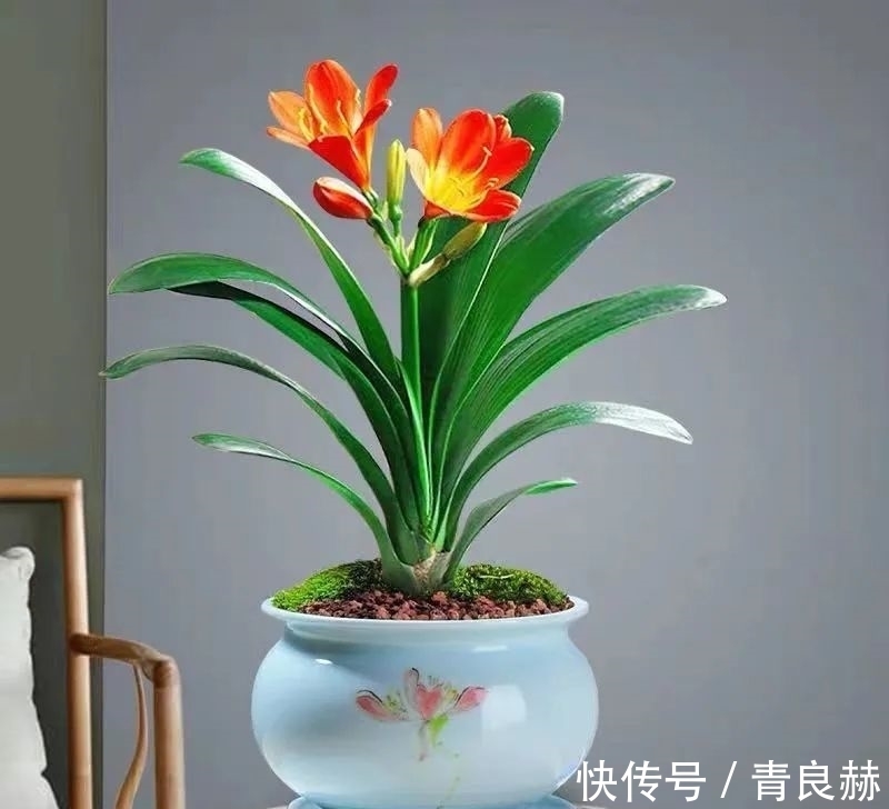 君子兰长成“歪脖子”,一招“矫正”,叶子整齐又美观!