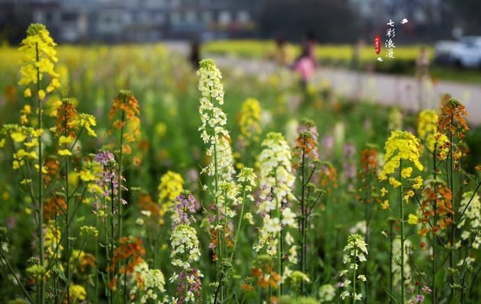 峨眉河畔，七彩油菜花惊艳绽放