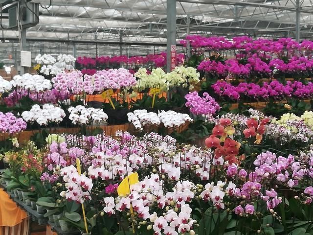 养花“杀手”都有的5个毛病,难怪买花“养1盆死1盆”,要改正了