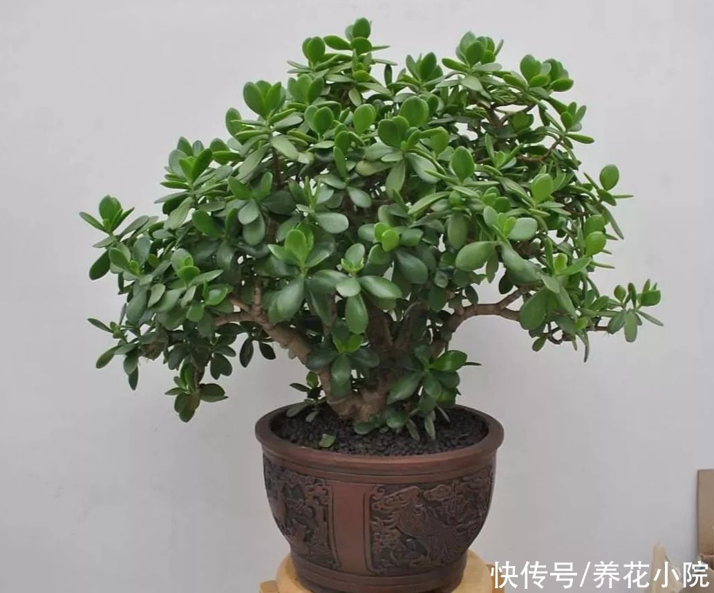 扦插|有5种花，用叶子就能插活，现在扦插，秋天长满花盆