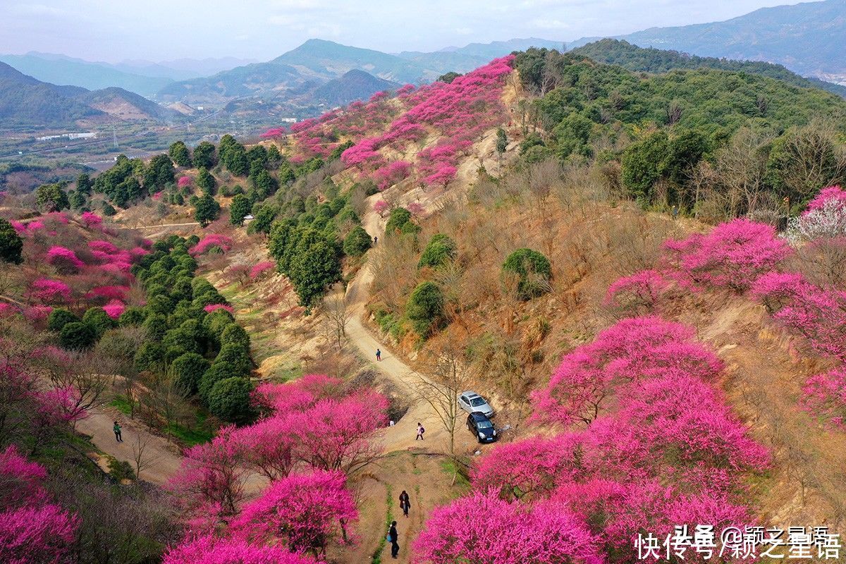 宁波第一免费赏梅地，梅开成海，春节打卡地