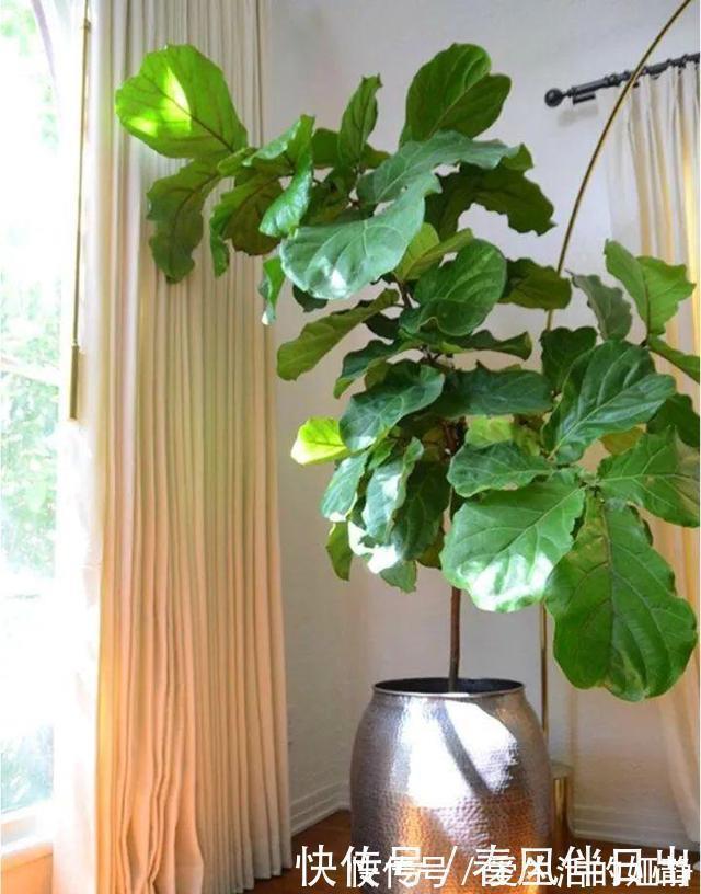 养花|聪明人客厅养花,首选“6种”盆栽,好养好看,家人身体越来越好