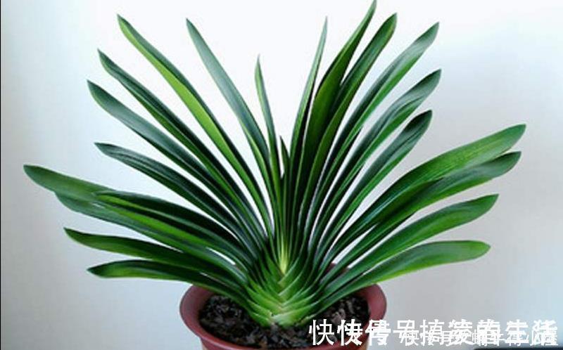 长寿花|客厅里养这6种植物,好养活、好打理、寿命很长、寓意还特别好