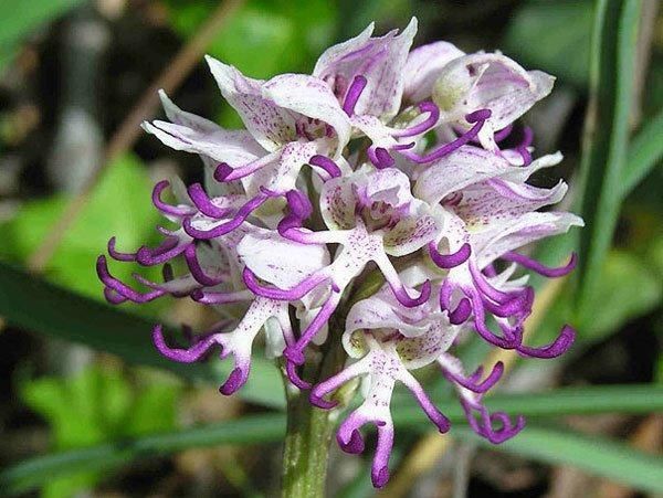兰花|盘点十种样子最为奇特，最“个性”的植物花朵！