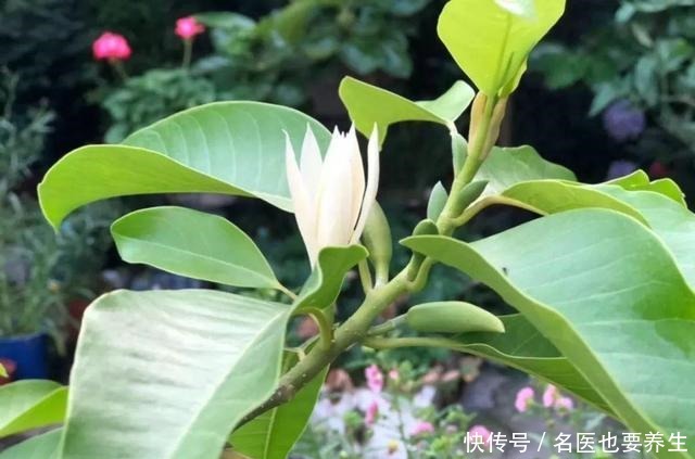 花香堪比香水，邻居大妈都追着问，眼馋极了！