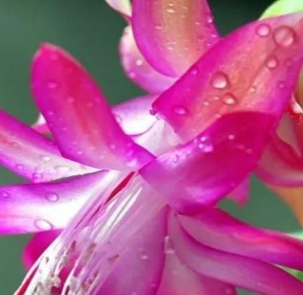 绿油漆|最爱喝酒四种花，一斤都不够喝，叶子像喷了绿油漆，翠绿油亮