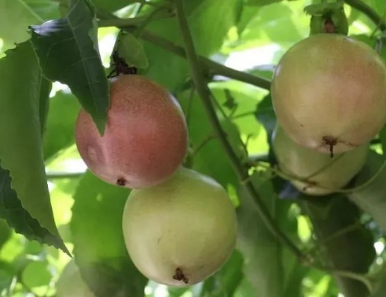 安神|女性常吃此果,多贵也别省,安神助眠、排毒养颜,皮肤光滑又细腻