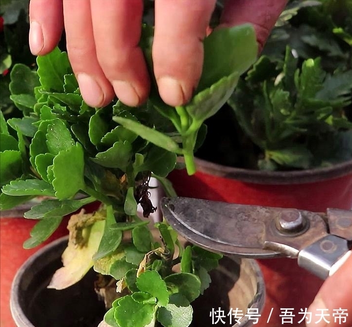 花盆|长寿花有“4喜3怕”,避开小坑,快速开花一大片,太省心了