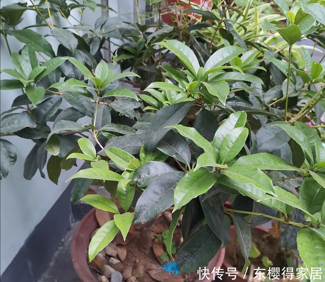 枝叶|养桂花,叶子发黄长不旺,用上“2种肥”,长得枝叶繁茂
