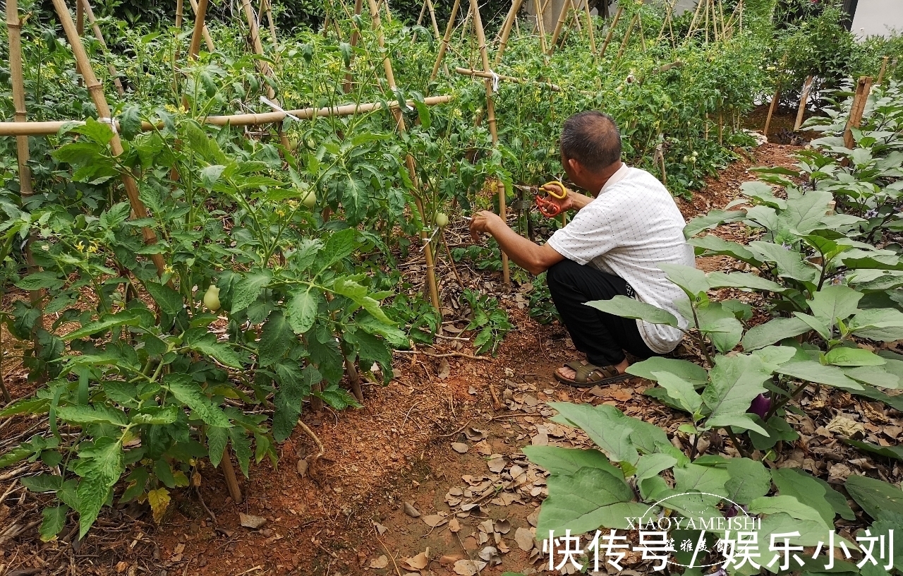 农庄|在小区租了一分菜地，年租金900元，5年到期了，是否还要继续？