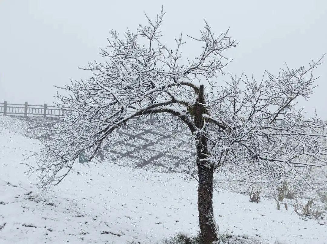  大雪|今日大雪｜晚来天欲雪，能饮一杯无？