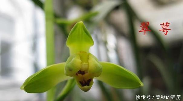 蕙兰|请欣赏蕙兰的新八种介绍及开品图片