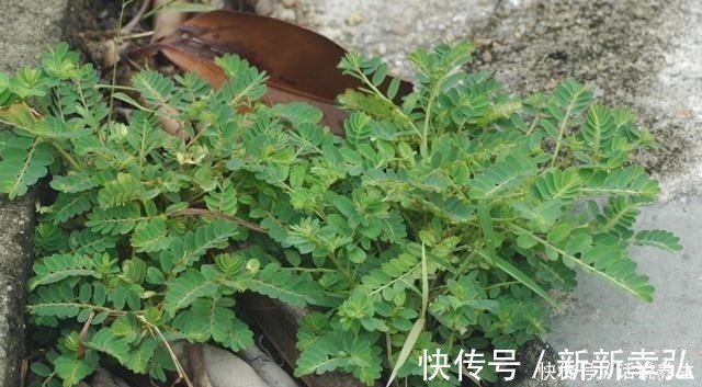 含羞草|一种农村很常见的野草,却少人重视,20元一斤,别不当回事!