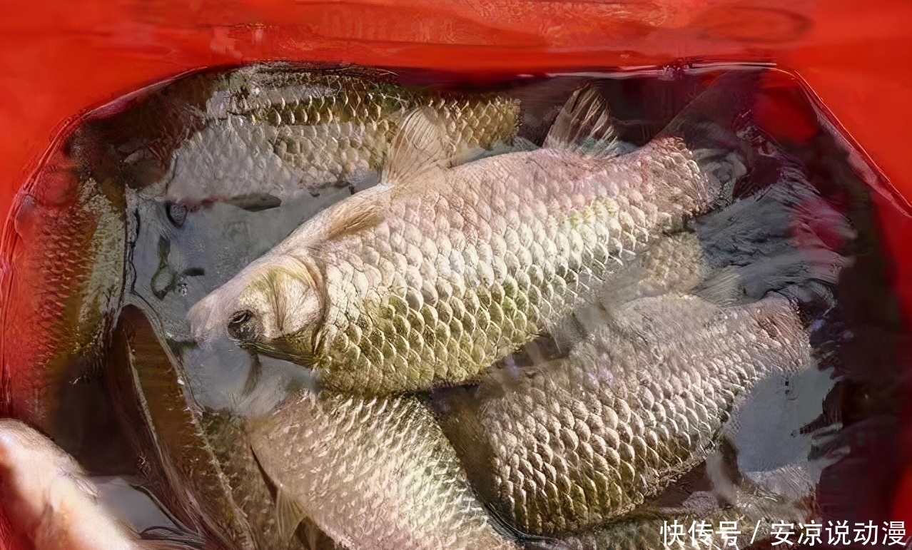 春季钓鱼打窝要慎重,很容易打死,根据钓况灵活调整