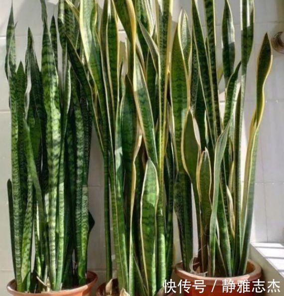 养虎皮兰,打开它的“小开关”,新芽直往外窜,1盆变10盆