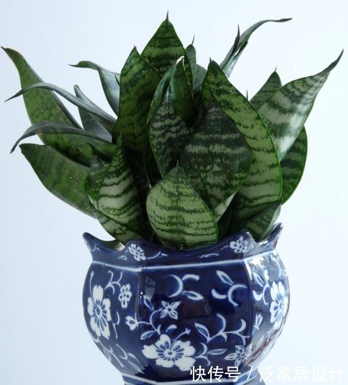 养护|厨房里哪些东西是虎皮兰喜欢的，可在盆栽期间用上？