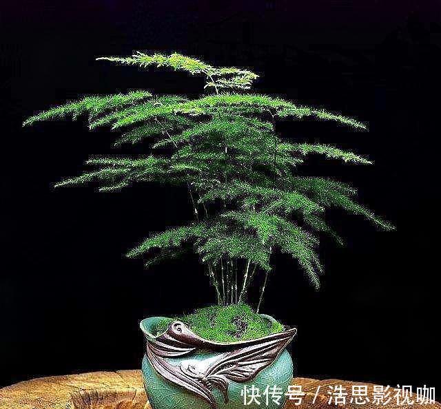 黄叶|想养好文竹,“2种”配土方法教给你,不黄叶,根系壮,开花容易