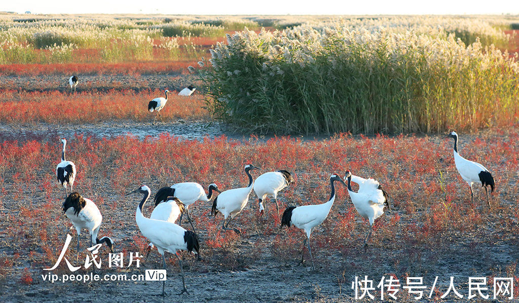 盘锦|辽宁盘锦：辽河口湿地红滩鹤曼舞