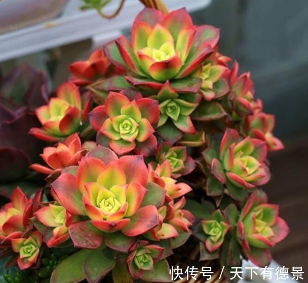 养护|8月养盆艳日辉，好养上色易爆崽，养出血斑美极了，值得拥有
