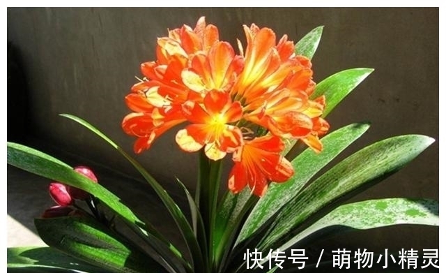 家庭养君子兰,谨记这几个要点,根系更健壮,爱长新叶子