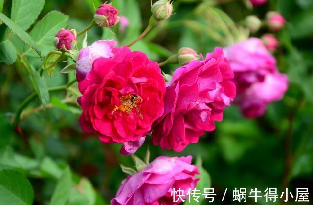 北方地区|北方种月季就是比南方好养又好看，别不服气，三个原因摆在这里