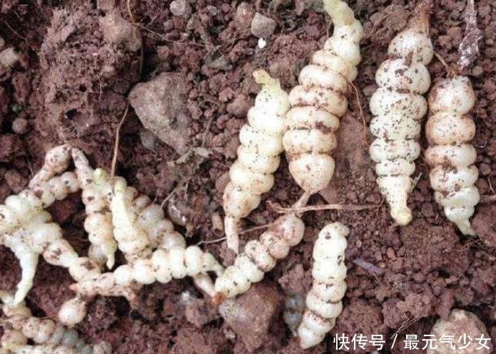 中年|地里像“虫子”的一种植物，它宝贵堪比人参，药食兼用价值高