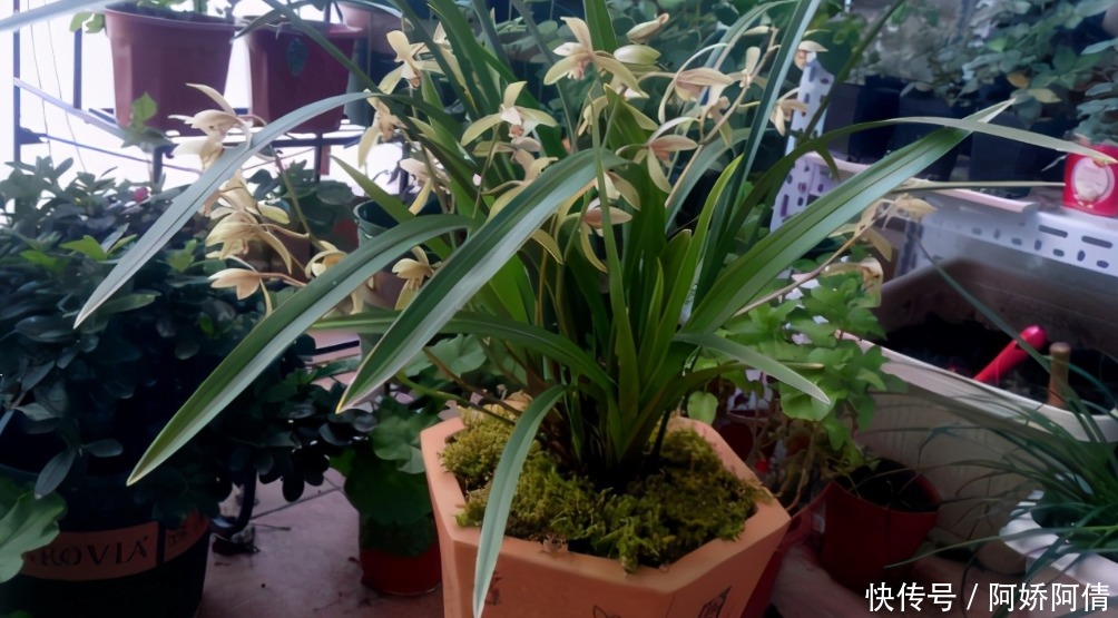 基础|光、肥、盆、水,作为养花的4大基础点,掌握住才养得好花