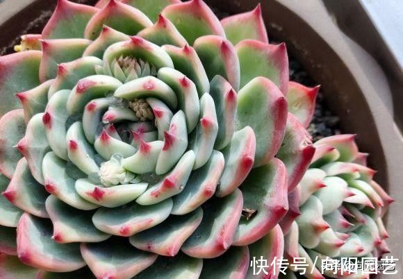 “养肉先养根”，提高温度，湿度，发根快，根系越多越好养