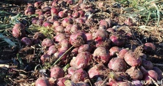 排毒|过了40岁，“大姨妈”量少就得多吃它，活血化瘀，排毒更健康